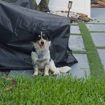 Forrest -  Terrier and Mixed Breed Dog for Adoption in Fort Lauderdale, Florida - Forrest | PetCurious