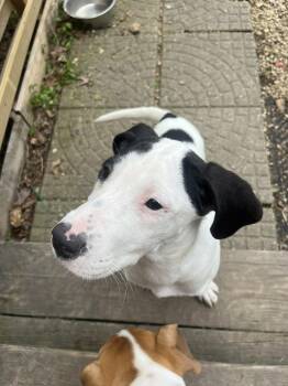 Hound and Mixed Breed Dogs Available for Adoption in Clinton, Wisconsin - Sushi | PetCurious
