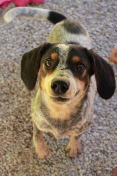 Shrimp -  Australian Cattle Dog Blue Heeler and Beagle Dog for Adoption in Ona, West Virginia - Shrimp | PetCurious