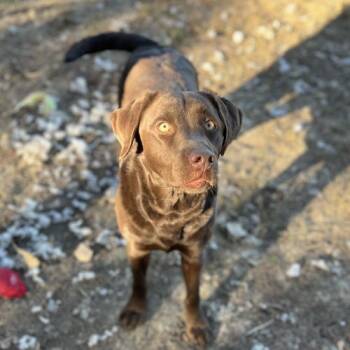 Rescue Chocolate Labrador Retriever Dogs for Adoption in Matthews, Indiana - Hunter | PetCurious