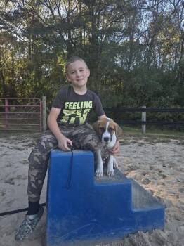 Dozer -  Great Pyrenees Dog for Adoption in Gillsville, Georgia - Dozer | PetCurious