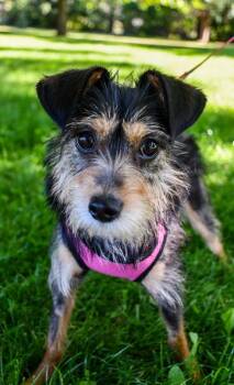 Sassy -  Yorkshire Terrier and Chihuahua Dog for Adoption in Yakima, Washington - Sassy | PetCurious