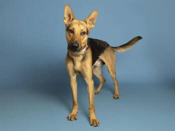 BLAZE -  German Shepherd Dog Dog for Adoption in Phoenix, Arizona - BLAZE | PetCurious