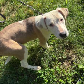 Isla -  Hound Dog Available for Adoption in Parrish, Alabama - Isla | PetCurious