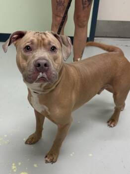 Rescue Mixed Breed Dogs for Adoption in Savannah, Georgia - Redwine | PetCurious