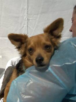 Chihuahua and Mixed Breed Dogs Available for Adoption - A068376 | PetCurious