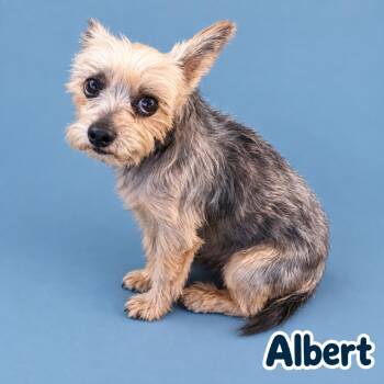 Albert -  Yorkshire Terrier Dog for Adoption in Scottsdale, Arizona - Albert | PetCurious