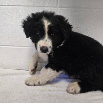 Door Knob -  Mixed Breed Dog for Adoption in Spruce Pine, North Carolina - Door Knob | PetCurious
