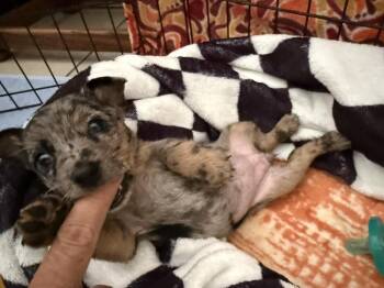 Lettie -  Chihuahua Dog for Adoption in Lakeland, Florida - Lettie | PetCurious