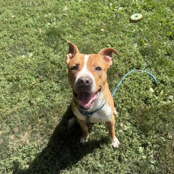 Jerry -  Mixed Breed Dog for Adoption in Myerstown, Pennsylvania - Jerry | PetCurious