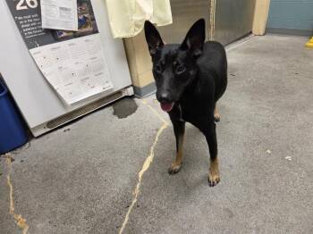LEILANI -  German Shepherd Dog and Mixed Breed Dog for Adoption in Kent, Washington - LEILANI | PetCurious