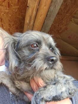 Rescue Maltese and Mixed Breed Dogs for Adoption in Severance, Colorado - Belinda | PetCurious