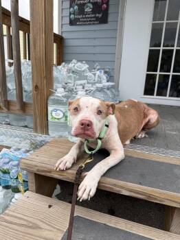 Ally -  American Bulldog Dog for Adoption in Lakeland, Florida - Ally | PetCurious
