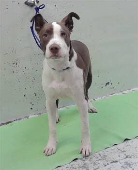 ALFA -  Staffordshire Bull Terrier and Mixed Breed Dog for Adoption in Houston, Texas - ALFA | PetCurious