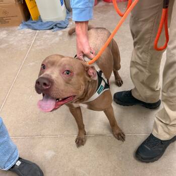 Rescue Pit Bull Terrier Dogs for Adoption in York, Pennsylvania - Bruce | PetCurious