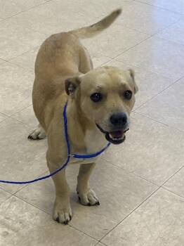 Rescue Chihuahua and Mixed Breed Dogs for Adoption in Killeen, Texas - CASPER | PetCurious