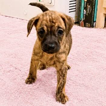 Sweet Pea -  Pug and Chihuahua Dog for Adoption in Hillsborough, North Carolina - Sweet Pea | PetCurious