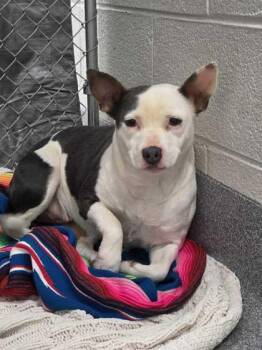 Mixed Breed Dogs Available for Adoption - Lolo | PetCurious