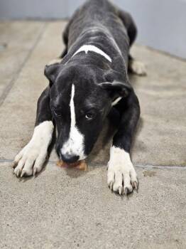 Rescue Terrier Dogs for Adoption in Fort Madison, Iowa - Priest | PetCurious