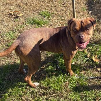 Boxer Dogs Available for Adoption in San Jacinto, California - Arielle/ Daisy | PetCurious