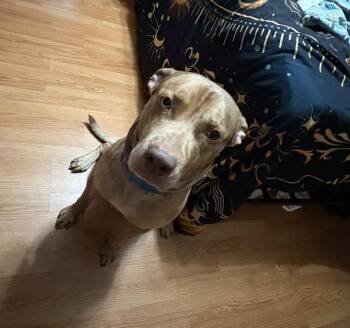 Duke -  Catahoula Leopard Dog Dog for Adoption in Des Moines, Iowa - Duke | PetCurious