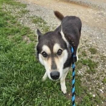 Rescue Siberian Husky and Shepherd Dogs for Adoption in Phoenixville, Pennsylvania - Bella | PetCurious