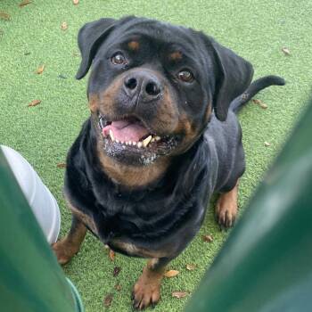 Rottweiler Dogs Available for Adoption in Loxahatchee Groves, Florida - Hazel 8487 | PetCurious