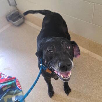 Dougington - Regal Resident, Adoption Fees Waived! -  Labrador Retriever Dog for Adoption in Bristol, Indiana - Dougington - Regal Resident, Adoption Fees Waived! | PetCurious