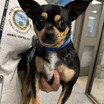 Cash Money (ID 52635) -  Chihuahua Dog for Adoption in Manassas, Virginia - Cash Money (ID 52635) | PetCurious