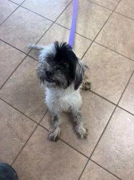 Pixel -  Shih Tzu Dog for Adoption in Marion, Ohio - Pixel | PetCurious