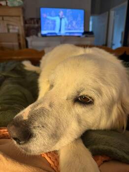 Great Pyrenees Dogs Available for Adoption - 25-108 Joy “Coming Mid-March!” | PetCurious