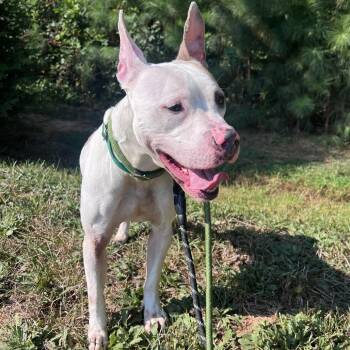 Sprocket -  Pit Bull Terrier Dog for Adoption in Greensboro, North Carolina - Sprocket | PetCurious