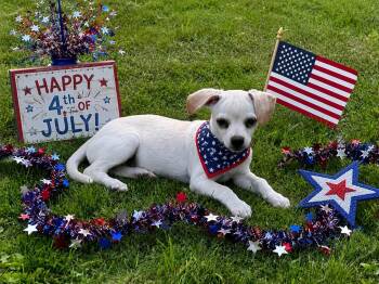 KIANA -  Chihuahua and Dachshund Dog for Adoption in Locust Fork, Alabama - KIANA | PetCurious