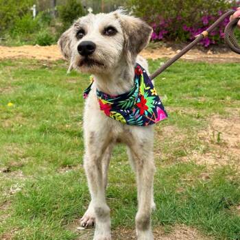 Terrier and Mixed Breed Dogs Available for Adoption in Eastford, Connecticut - CT Monkey *Foster Me!* | PetCurious