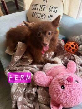 Fern -  Pomeranian Dog for Adoption in Maitland, Florida - Fern | PetCurious