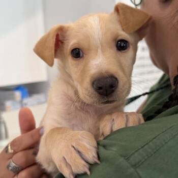 Cobi Jones -  Labrador Retriever and Mixed Breed Dog for Adoption in Los Angeles, California - Cobi Jones | PetCurious