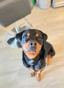 Rottweiler Dogs Available for Adoption in Polk, Ohio - Guapo | PetCurious