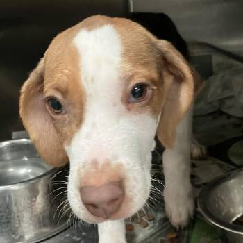 Gigi -  Beagle Dog for Adoption in Parma, Ohio - Gigi | PetCurious