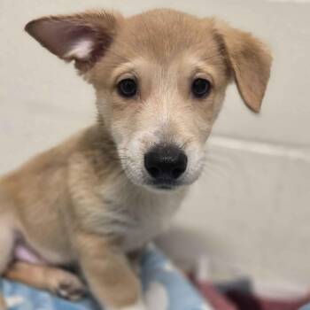 Doc -  Cardigan Welsh Corgi and Cattle Dog Dog for Adoption in Beaumont, Texas - Doc | PetCurious