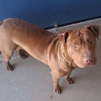 Shar Pei and Labrador Retriever Dogs Available for Adoption in Kingman, Arizona - Bugle | PetCurious