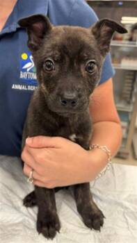 BINGLEY -  Hound and Husky Dog for Adoption in Baytown, Texas - BINGLEY | PetCurious