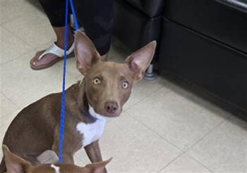 STEVIE -  Australian Cattle Dog Blue Heeler and Mixed Breed Dog Available for Adoption in Killeen, Texas - STEVIE | PetCurious