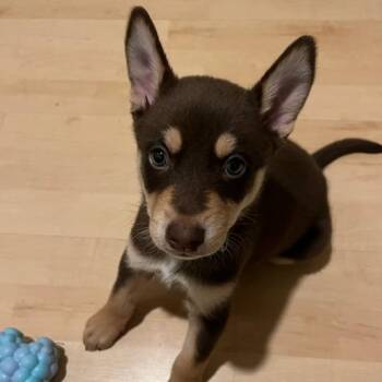 Husky Dogs Available for Adoption in Los Angeles, California - Gazebo | PetCurious