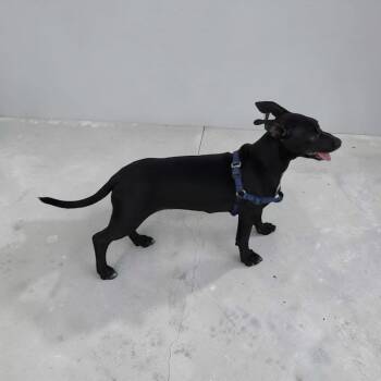 Chuck -  Dachshund Dog for Adoption - Chuck | PetCurious