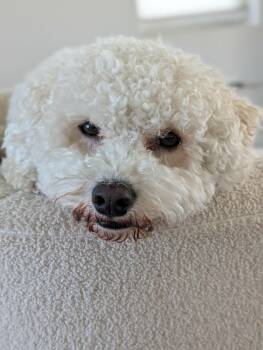 Charlie -  Bichon Frise Dog for Adoption in Omaha, Nebraska - Charlie | PetCurious