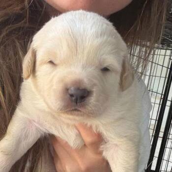 Golden Retriever Dogs Available for Adoption - Belle | PetCurious