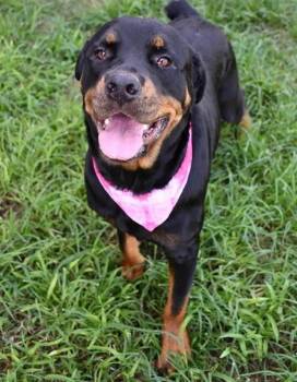 Peaches -  Rottweiler Dog for Adoption in Polk, Ohio - Peaches | PetCurious