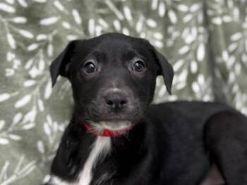 Labrador Retriever Dogs Available for Adoption - Rockstar | PetCurious