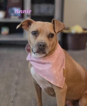 Annie -  Boxer and Terrier Dog for Adoption in Medfield, Massachusetts - Annie | PetCurious