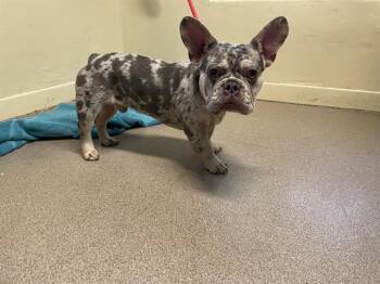 French Bulldog Dogs Available for Adoption - A527421 | PetCurious